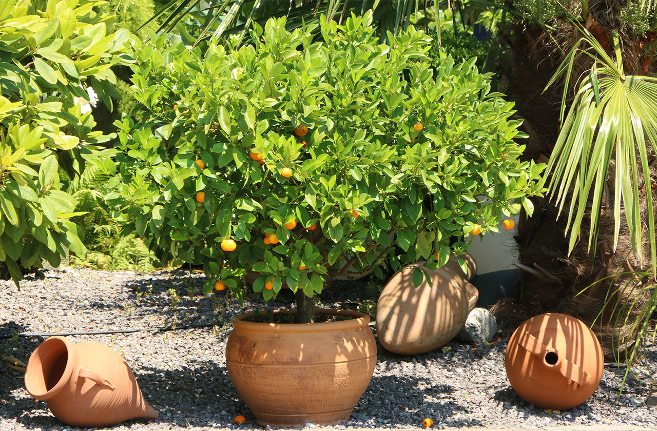 Ornagen und Zitronenbäume für den mediterranen Touch in Ihrem Garten