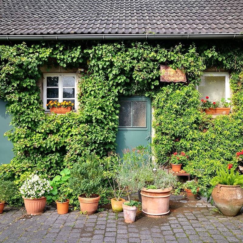Hauswandbegrünung als Teil einer natürliche Gartengestaltung